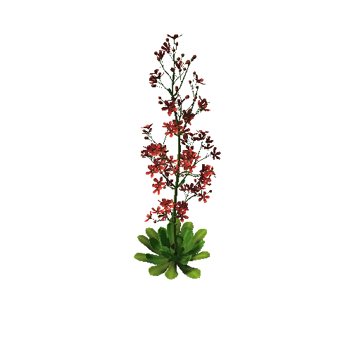 FLower_Saxifraga stolonifera4